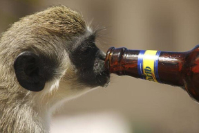 Кнырович: «Не думаю, что поклонники бельгийского пива будут теперь покупать беларуское»